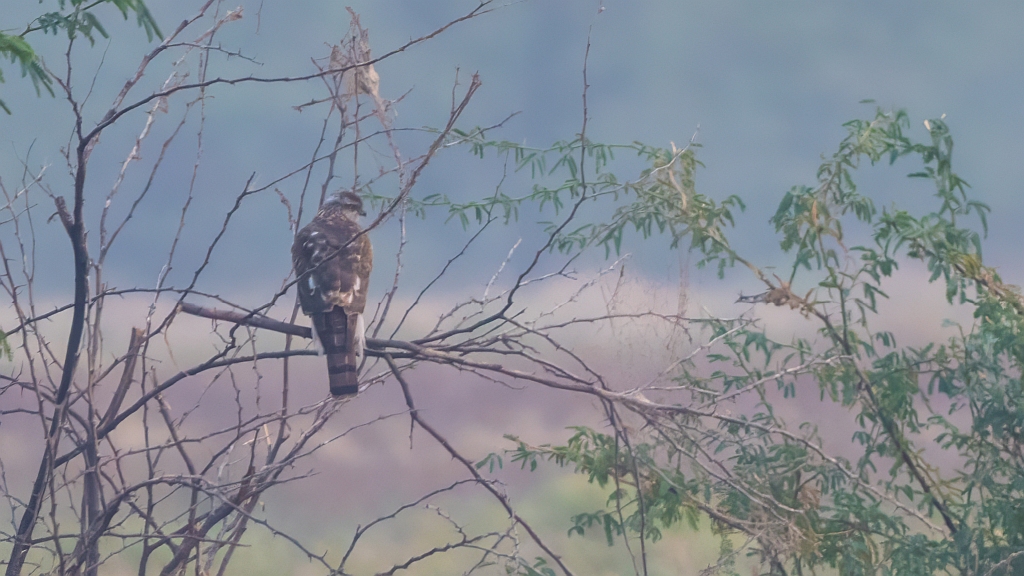 Eurasian Sparrowhawk